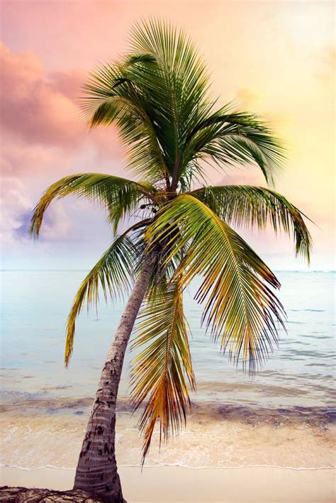 Palm Trees Silhouette At Sunset Tropical Beach Orange Sunset Stock