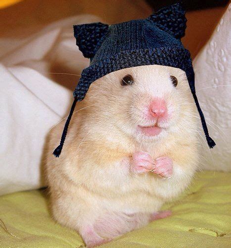 Cute Little Hamster With His Stylish Cap With Images Cute Hamsters