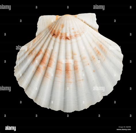 Scallop Shell Black Isolated Stock Photo Alamy