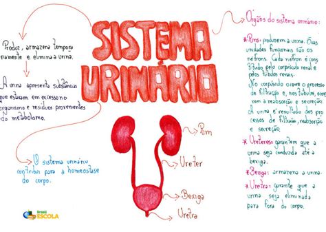 Arriba Imagen Sistema Renal Mapa Mental Abzlocal Mx