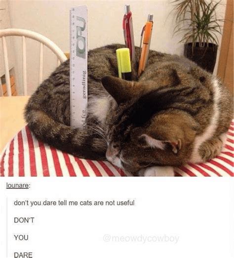 36 Hiss Terical Caturday Cat Memes Thatll Keep You Smiling All Day