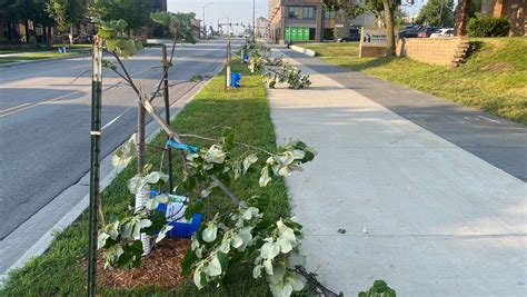 Des Moines trees destroyed and vandalized along Sixth Avenue Corridor