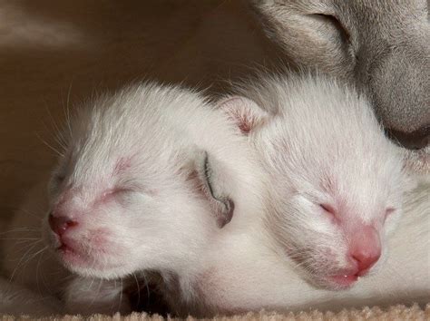 Newborn With Mom Siamese Kittens Kittens Cats