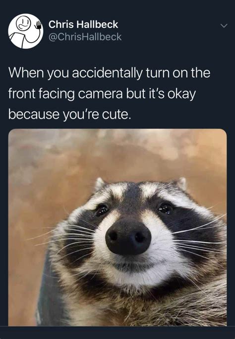 21 Raccoon Memes That Will Steal Your Weekend Gallery Ebaum S World
