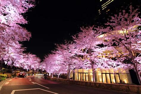 The 20 Most Beautiful Places To See Cherry Blossoms Around The World