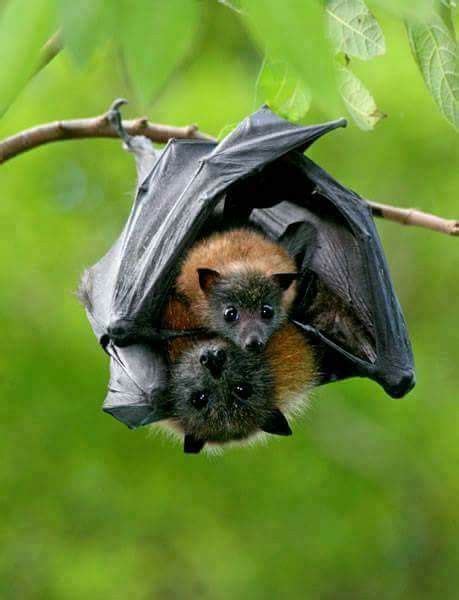 Maybe you would like to learn more about one of these? Momma bat and her baby | Cute bat, Animals beautiful ...