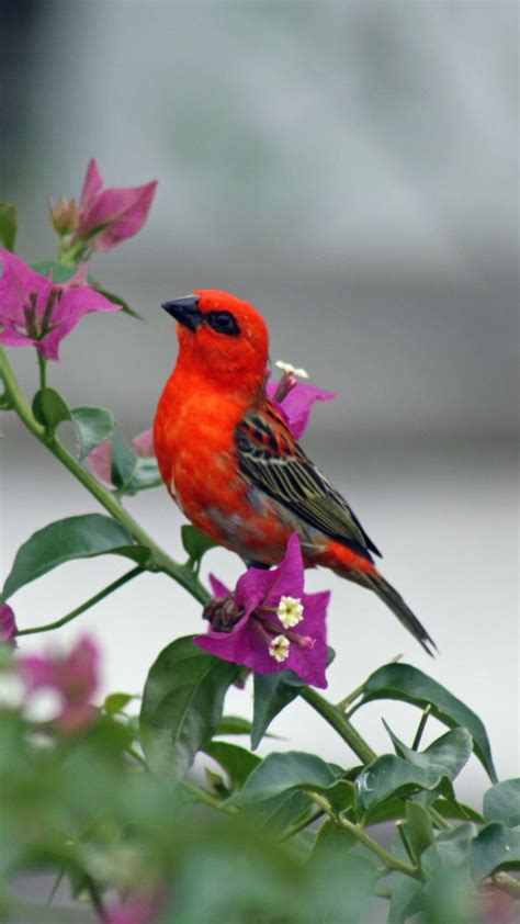 Cute Small Red Bird 720x1280 Wallpaper Birds Beautiful Birds Red