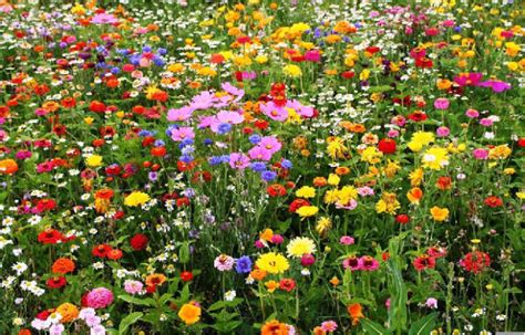 When Should I Plant Wildflowers
