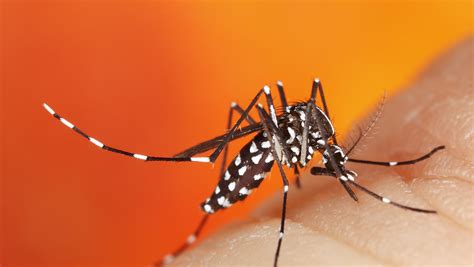 Michigans First Asian Tiger Mosquito Of 2021 Detected In Wayne County