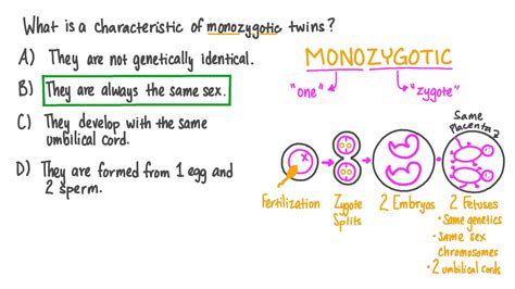 Types Of Monozygotic Twins