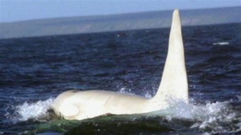 Rare Albino Killer Whale Spotted In Pacific Ocean Video Abc News