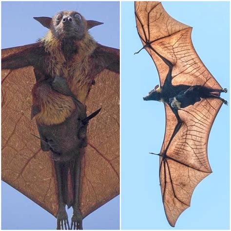 Unlike The Name Suggests The Giant Golden Crowned Flying Fox Is Not A