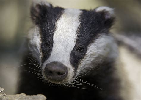 Cute Badger Very Close Badger Animals And Pets Cute