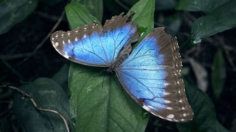 The Emperor Blue Morpho Butterfly Blue Morpho Morpho Butterfly