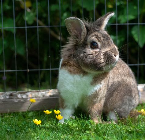 Rabbit Bunny Cute Free Photo On Pixabay