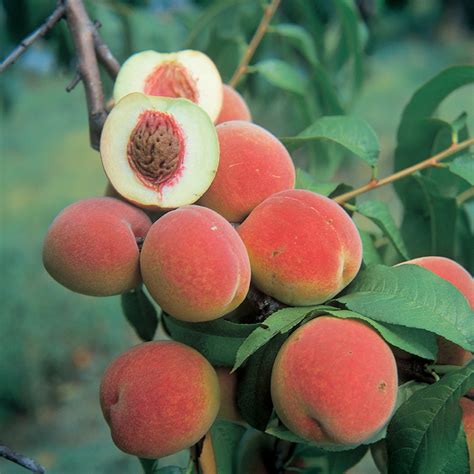 Order your trees now before it's too late to enjoy the spectacular flowering. Champion White Peach - Peach Trees - Stark Bro's