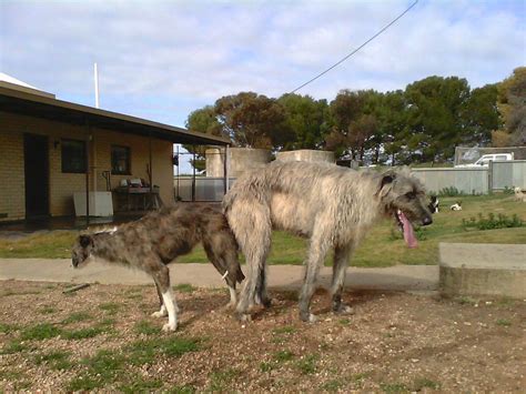 For Sale Irish Wolfhound X Staghound