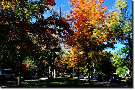 Maple In Fall Mapleton Hill Boulder 33 Edjimy Flickr