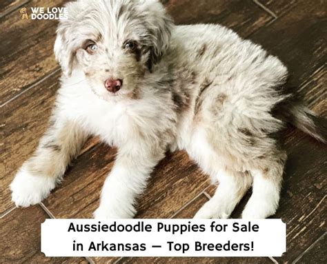 Aussiedoodle Puppies For Sale In Arkansas Top 4 Breeders 2023 We