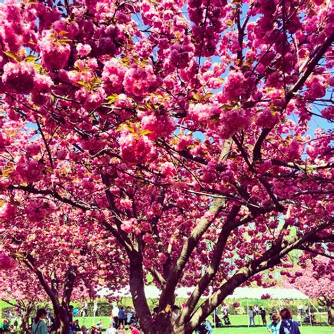 Celebrating The Cherry Blossom Festival At Brooklyn Botanic Garden With
