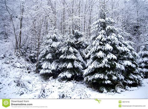 Winter Forest With Snow Covered Trees And Snowfall Stock