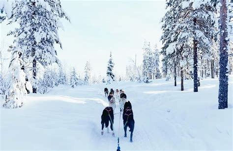 Santas Village Dog Sledding Ride In Rovaniemi