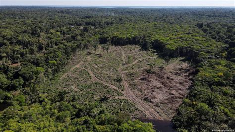 Amazon Deforestation Falls As Leaders Meet For Key Summit Dw 08082023
