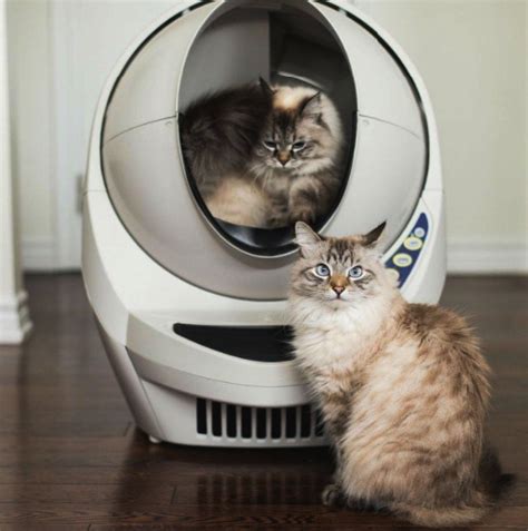 7 Best Automatic Cat Litter Box Reviews Updated 2018