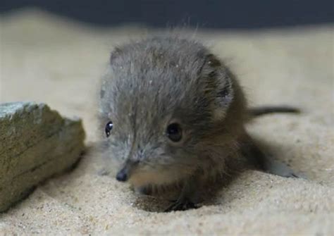 Watch Cute Sengi Shrews Born At Chester Zoo Guess Their Closest
