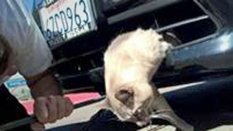 Cat Survives 8 Mile Trip Stuck In Car Bumper Fox News Video