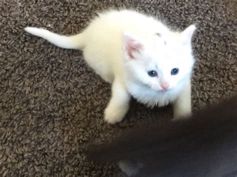 Maybe you would like to learn more about one of these? Cute fluffy white kitten. | Canvey Island, Essex | Pets4Homes