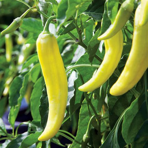 Eco Grow Your Own Sweet Banana Chilli Plant Kit By Plants From Seed