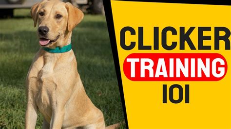 Puppy Clicker Training Clicker Training Your Dog In Under Ten Minutes