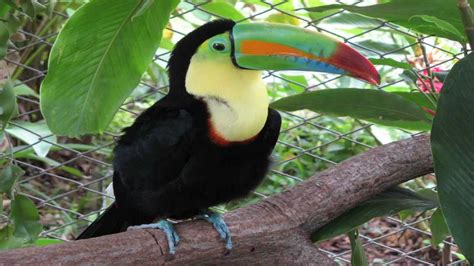 Flora Y Fauna De Costa Rica