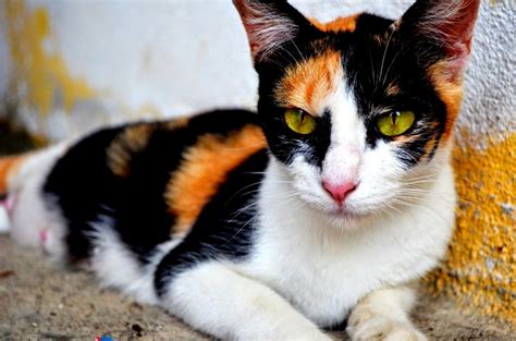 All About Neko: Kucing Belang 3