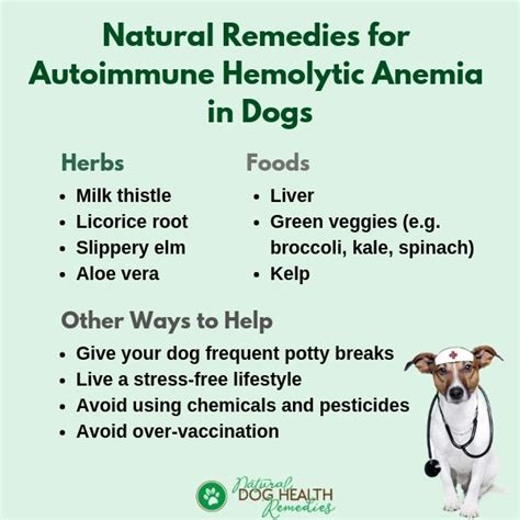 Autoimmune Hemolytic Anemia In Dogs Aiha A Dog Parents Guide