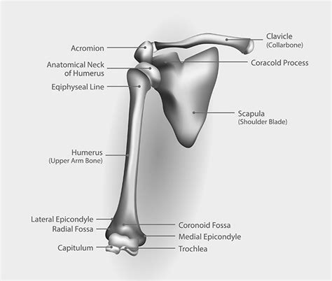 Bones Of The Shoulder And Arm Shoulder Muscles Goji