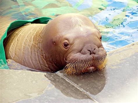 Baby Walrus Walrus Pinterest セイウチ 哺乳類 アニマル