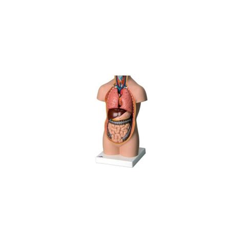 Torse Miniature En 9 Parties Materiel Medical Blog Toomed