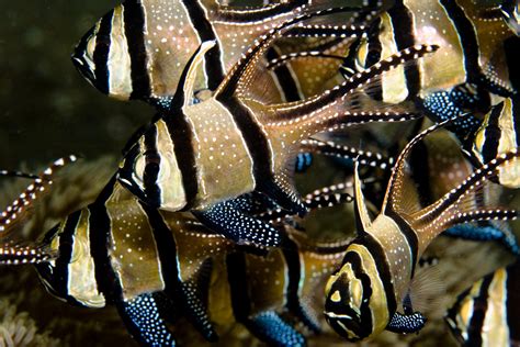 Aquarium Reef Fish Banggai Cardinalfish Tropical Fish Pictures Ocean