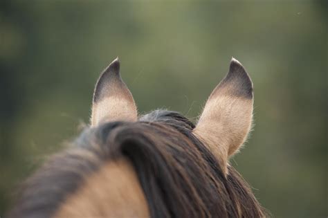 Horse Ear Anatomy