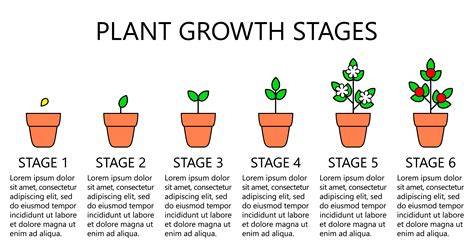 Plant Growth Stages Infographics Line Art Icons Planting Instruction