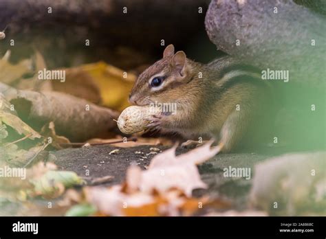 Eastern Chipmunk In Autumn Stock Photo Alamy