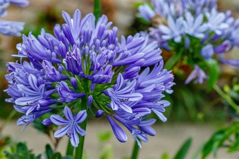 Agapanthus ‘african Lily Care And Growing Tips Horticulture