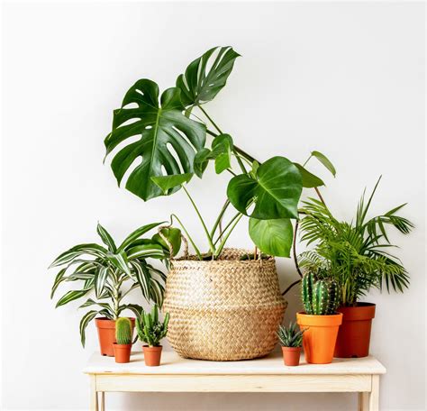 Houseplant With Little White Flowers 13 Indoor Plants With White