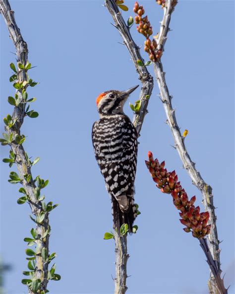 Typical Foothills Backyard Wildlife Foothills Clusters Wildlife