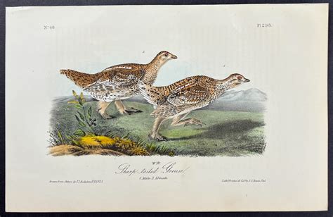 Sharp Tailed Grouse Trillium Rare Prints