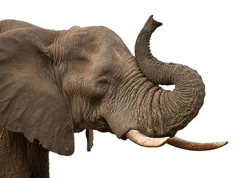 Elephant Png Transparent Image Download Size 918x678px