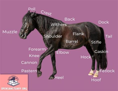 Basic Horse Anatomy Part 1 The Open Sanctuary Project