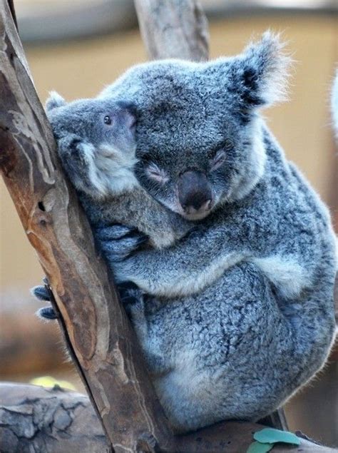 Koalas Have Always Been My Favorite Kind Of Bears Cute Animals Super